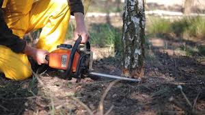 Best Leaf Removal  in Houston, TX