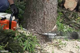 Reliable Houston, TX Tree Services Solutions