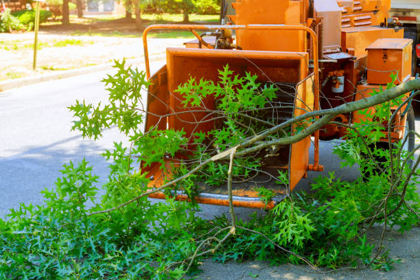 Best Tree Risk Assessment  in Houston, TX