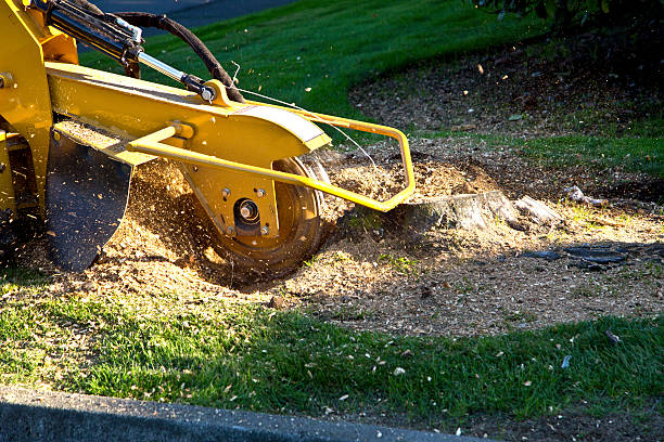 Best Hazardous Tree Removal  in Houston, TX