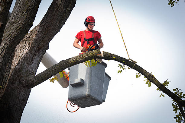 How Our Tree Care Process Works  in  Houston, TX
