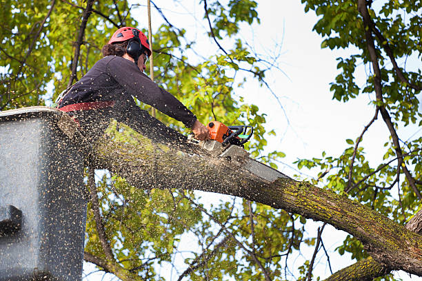 Best Tree Health Inspection  in Houston, TX